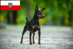 Read more about the article Miniature Pinscher breeders and puppies in Thuringia