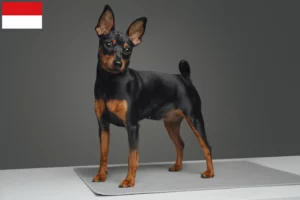 Read more about the article Miniature Pinscher breeders and puppies in Vienna
