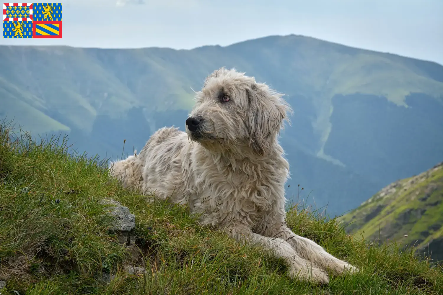 Mioritic puppies and breeders Bourgogne-Franche-Comté Here you can find Mioritics breeders in Bourgogne-Franche-Comté.