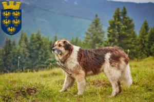 Read more about the article Mioritic breeders and puppies in Lower Austria
