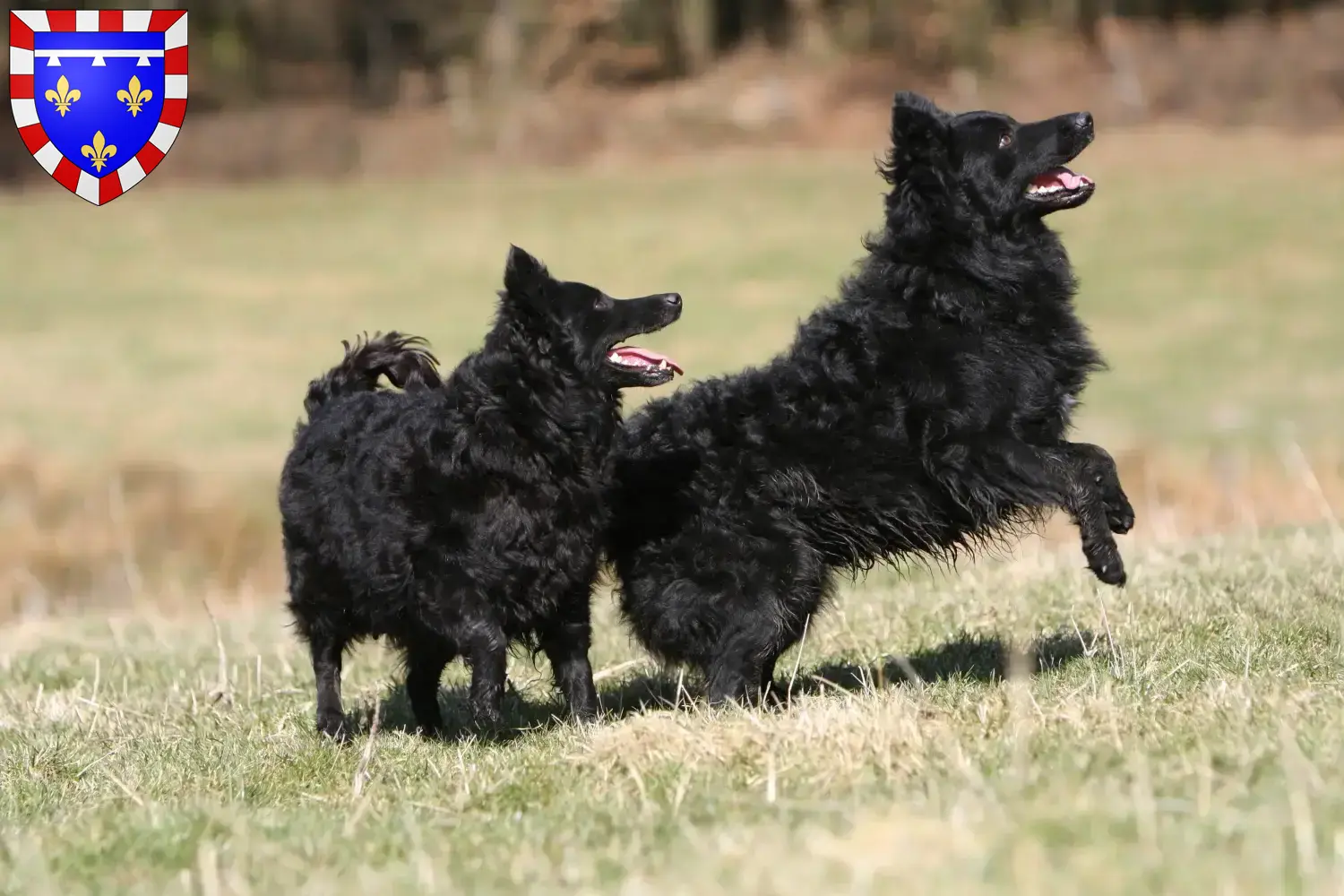 Mudi puppies and breeders Centre-Val de Loire Find Mudi breeders in Centre-Val de Loire here.