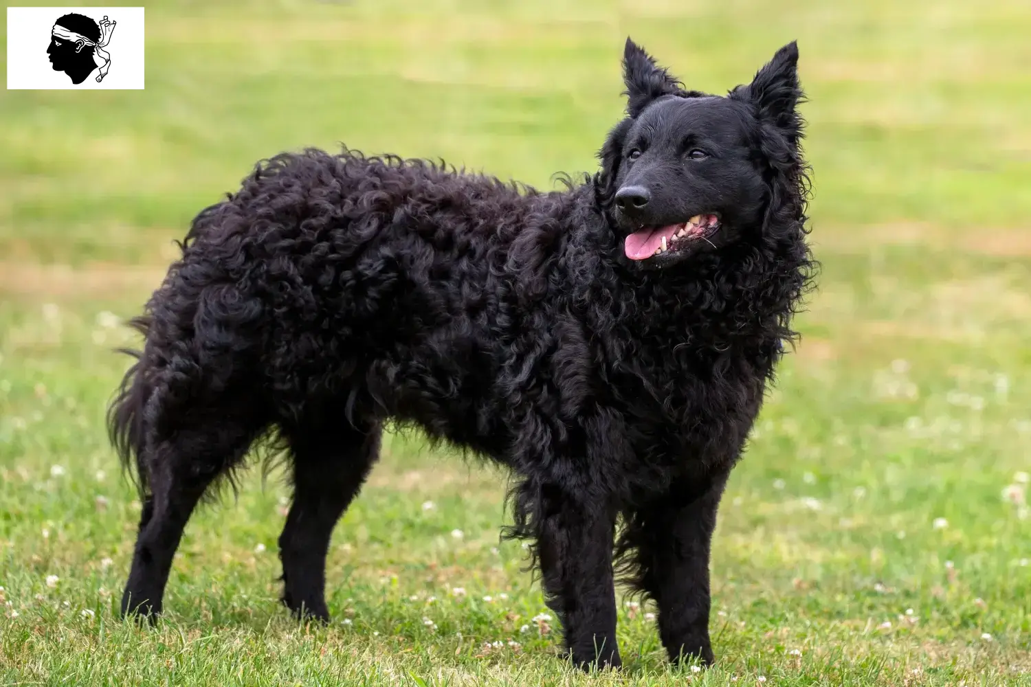 Mudi puppies and breeders Corsica Here you can find Mudi's breeders in Corsica.