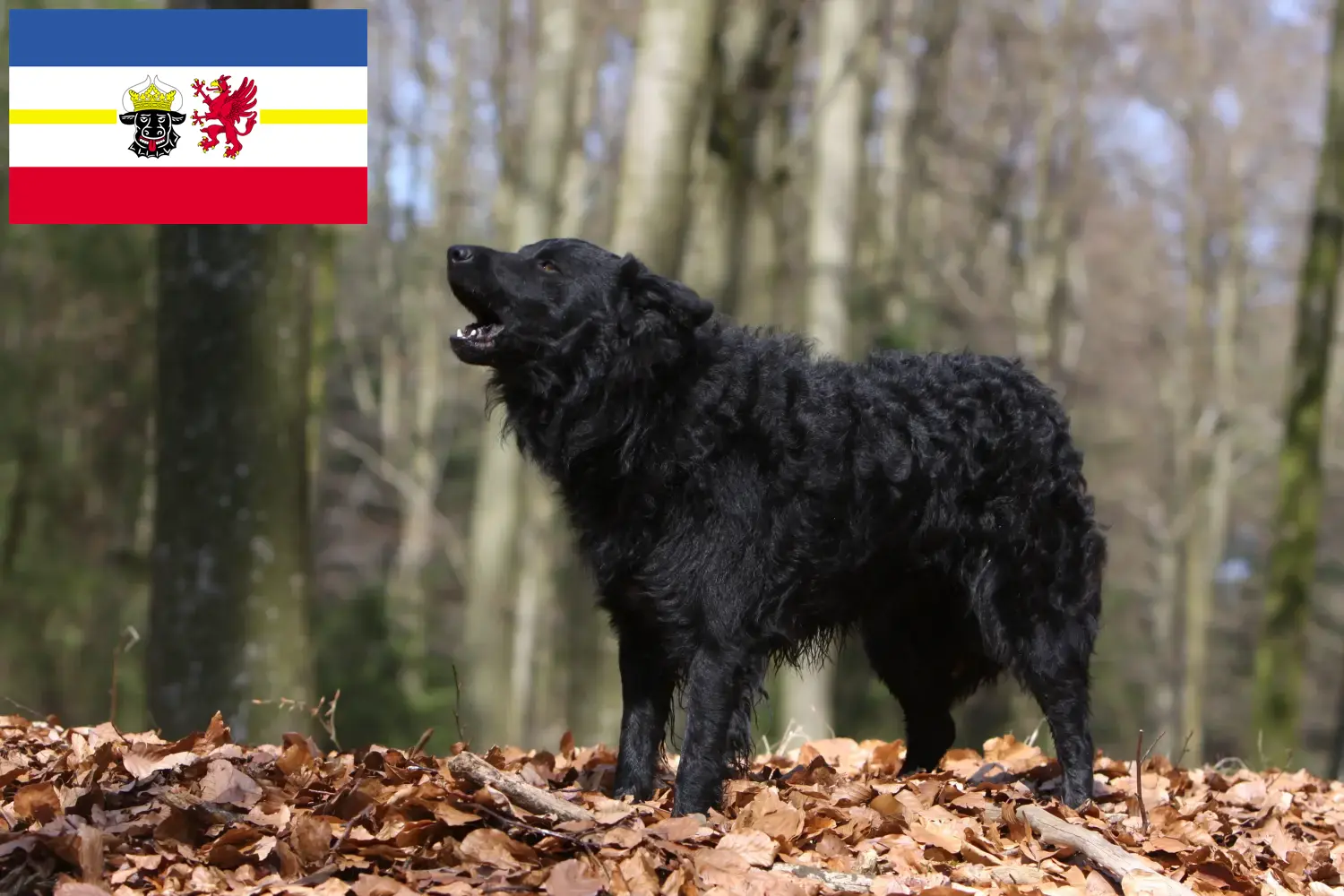 Mudi puppies and breeders Mecklenburg-Vorpommern Here you can find Mudi breeders in Mecklenburg-Vorpommern.