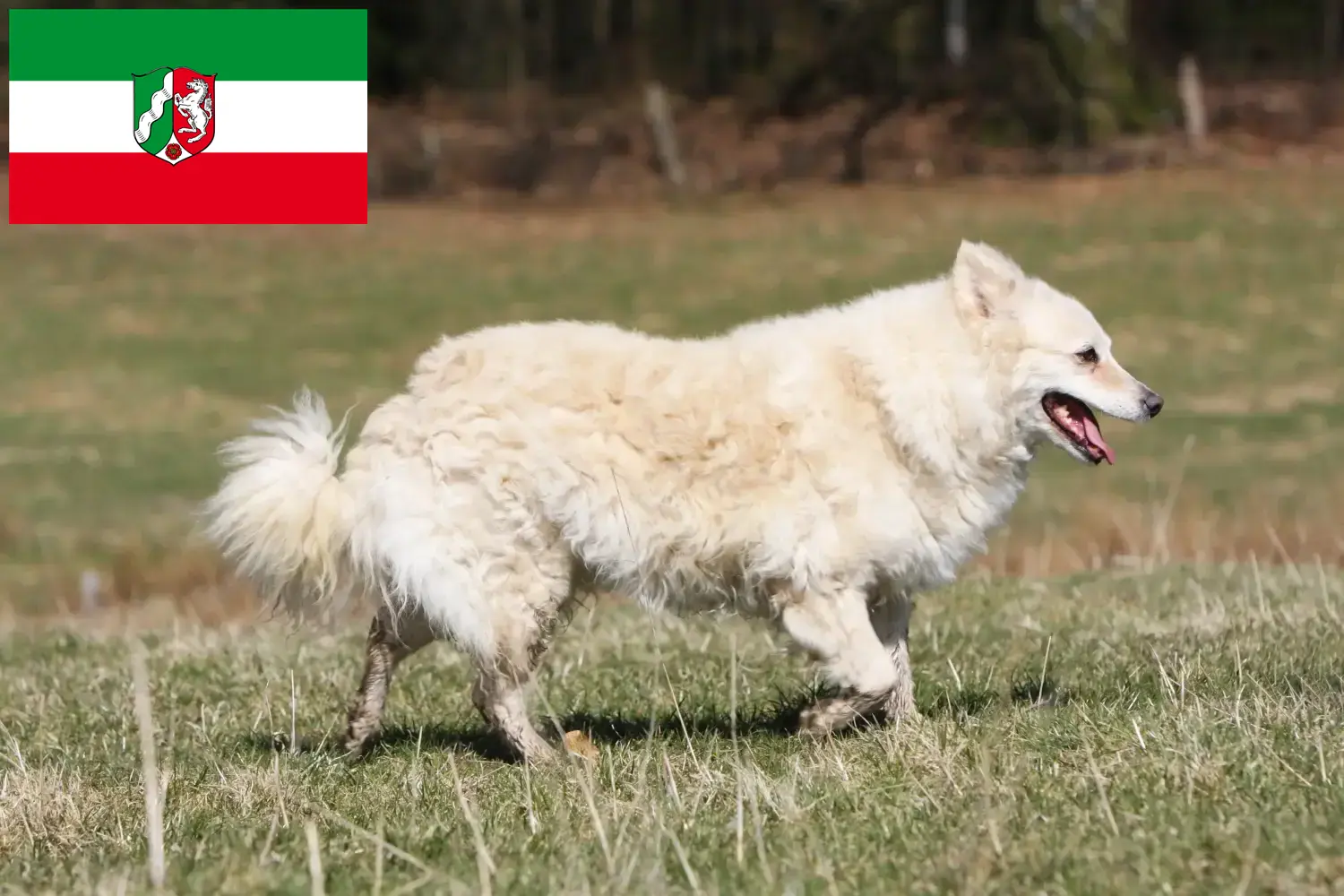 Mudi puppies and breeders North Rhine-Westphalia Here you can find Mudi breeders in North Rhine-Westphalia.