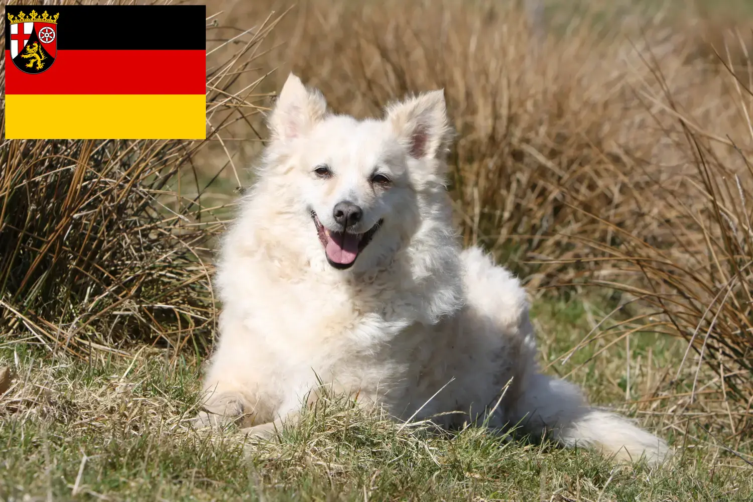 Mudi puppies and breeders Rhineland-Palatinate Here you can find Mudi breeders in Rhineland-Palatinate.