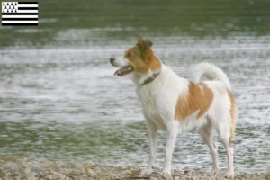 Read more about the article Norrbottenspitz breeders and puppies in Brittany