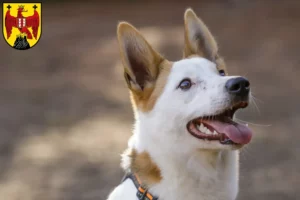 Read more about the article Norrbottenspitz breeders and puppies in Burgenland