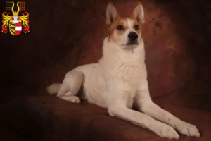 Read more about the article Norrbottenspitz breeders and puppies in Carinthia