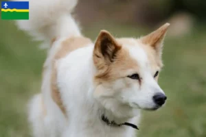 Read more about the article Norrbottenspitz breeders and puppies in Flevoland