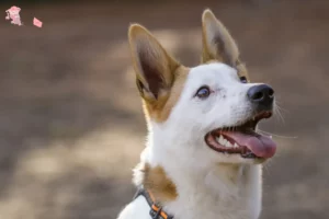 Read more about the article Norrbottenspitz breeder and puppies in Hovedstaden