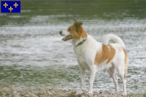 Read more about the article Norrbottenspitz breeders and puppies in Île-de-France