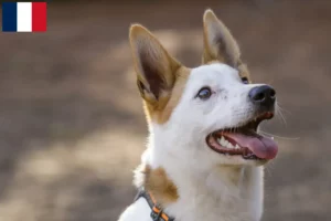 Read more about the article Norrbottenspitz breeders and puppies in Martinique