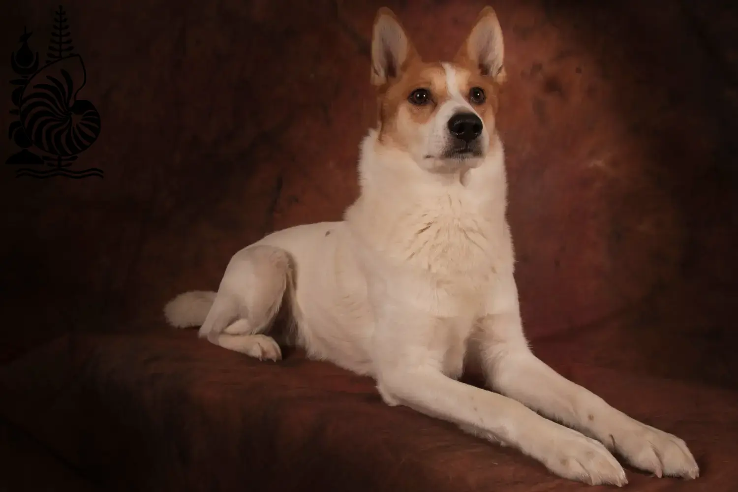 Norrbottenspitz puppies and breeders New Caledonia Here you can find Norrbottenspitz breeders in New Caledonia.