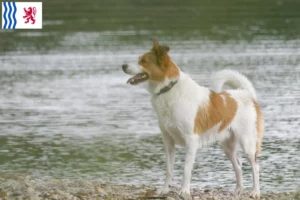 Read more about the article Norrbottenspitz breeders and puppies in Nouvelle-Aquitaine