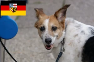 Read more about the article Norrbottenspitz breeders and puppies in Saarland