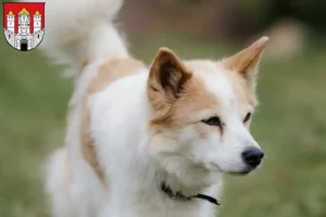 Read more about the article Norrbottenspitz breeders and puppies in Salzburg