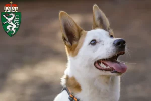 Read more about the article Norrbottenspitz breeders and puppies in Styria