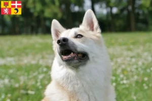 Read more about the article Norwegian Buhund breeder and puppies in Auvergne-Rhône-Alpes