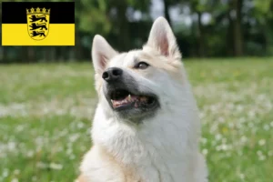 Read more about the article Norwegian Buhund breeders and puppies in Baden-Württemberg