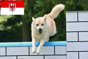 Read more about the article Norwegian Buhund breeders and puppies in Brandenburg
