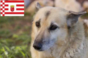 Read more about the article Norwegian Buhund breeder and puppies in Bremen