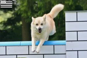 Read more about the article Norwegian Buhund breeder and puppies in Brittany