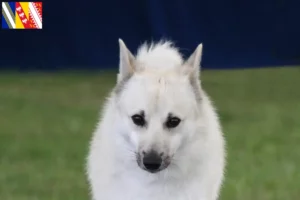 Read more about the article Norwegian Buhund breeder and puppies in Grand Est