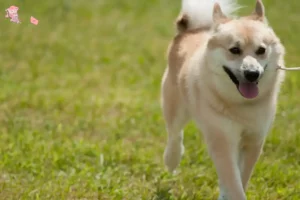 Read more about the article Norwegian Buhund breeder and puppies in Hovedstaden