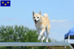 Read more about the article Norwegian Buhund breeder and puppies in Île-de-France