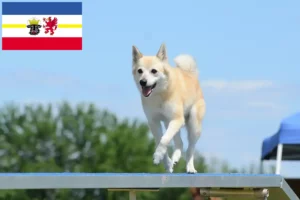 Read more about the article Norwegian Buhund breeders and puppies in Mecklenburg-Vorpommern