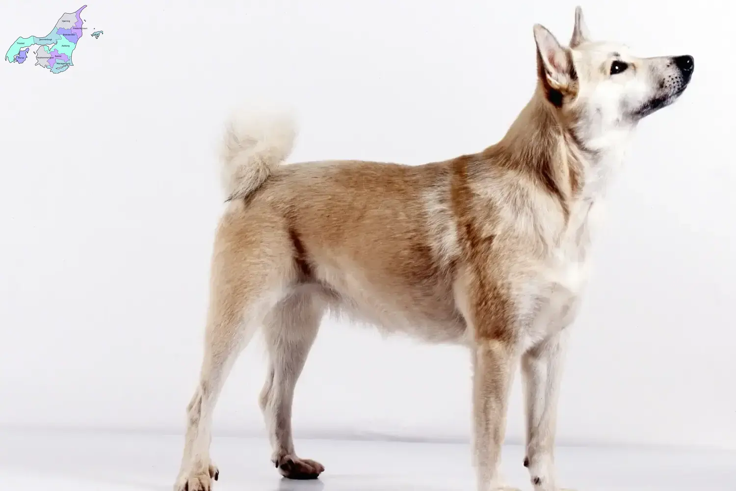 Read more about the article Norwegian Buhund breeder and puppies in Nordjylland
