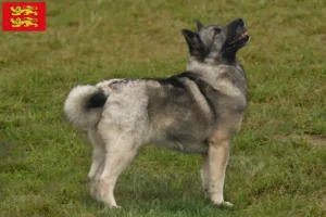 Read more about the article Norwegian Buhund breeder and puppies in Normandy