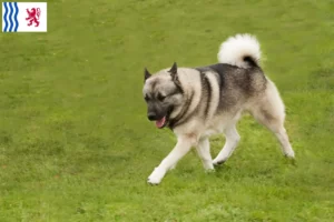 Read more about the article Norwegian Buhund breeder and puppies in Nouvelle-Aquitaine