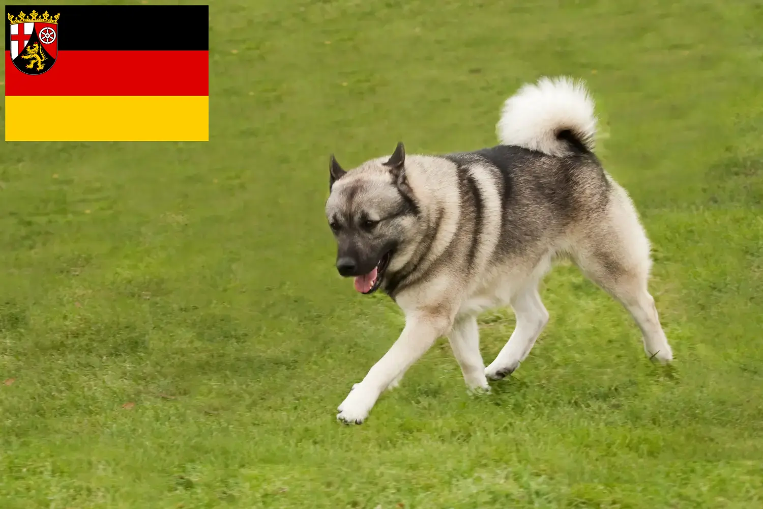 Norwegian Buhund puppies and breeders Rhineland-Palatinate Here you can find Norwegian Buhunde breeders in Rhineland-Palatinate.