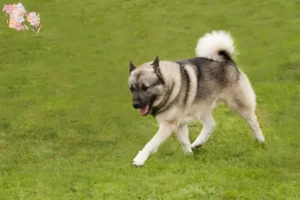 Read more about the article Norwegian Buhund breeder and puppies in Syddanmark