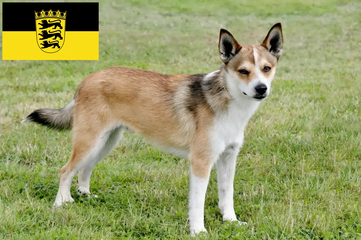 Read more about the article Norwegian Lundehund breeders and puppies in Baden-Württemberg