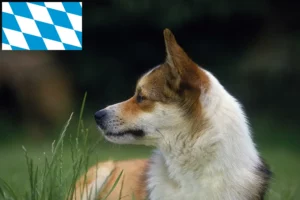 Read more about the article Norwegian Lundehund breeders and puppies in Bavaria