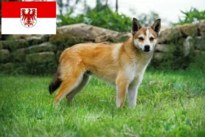 Read more about the article Norwegian Lundehund breeders and puppies in Brandenburg