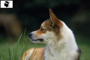Read more about the article Norwegian Lundehund breeders and puppies in Corsica