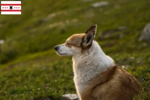 Read more about the article Norwegian Lundehund breeders and puppies in Drenthe