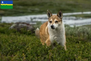 Read more about the article Norwegian Lundehund breeders and puppies in Flevoland