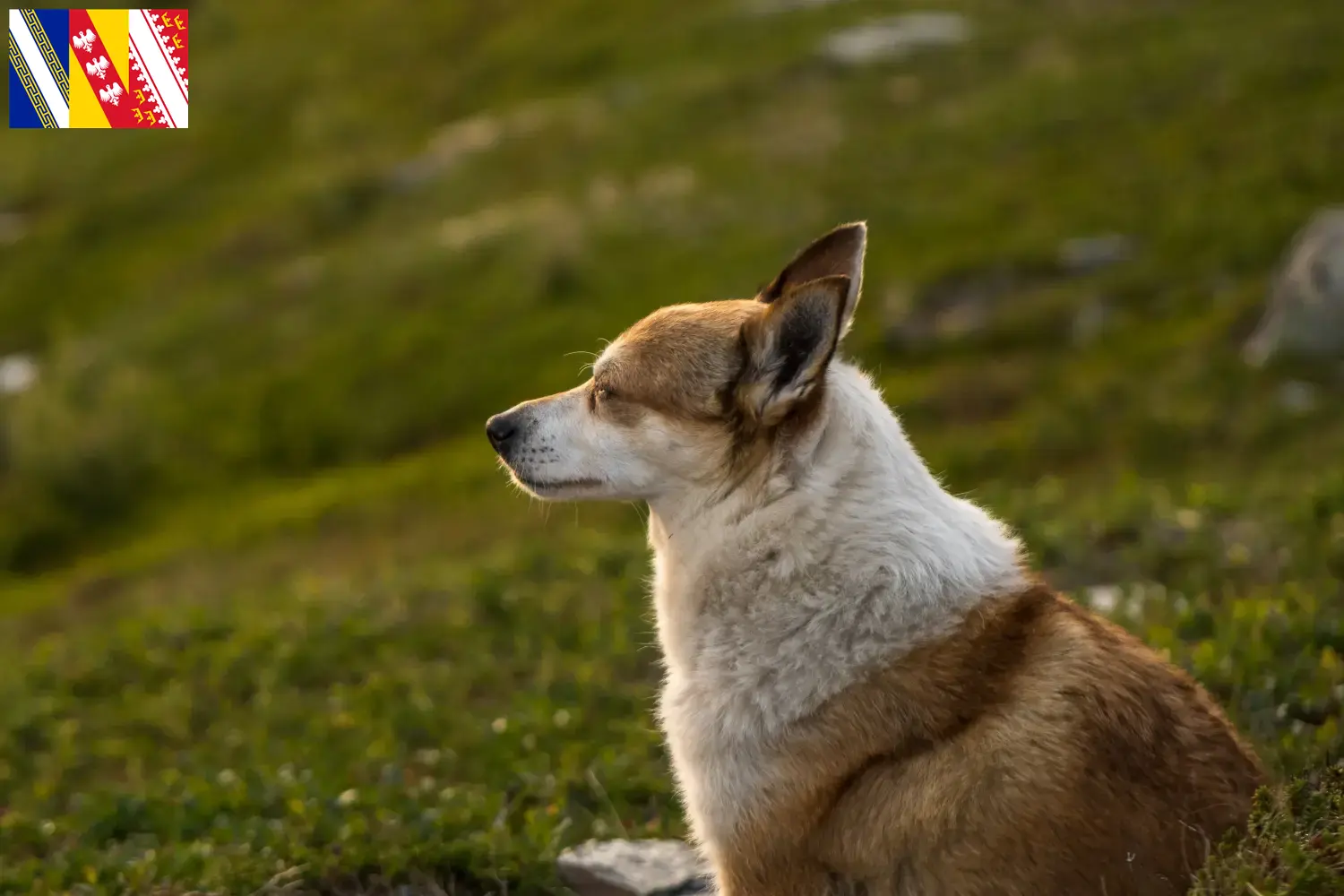 Read more about the article Norwegian Lundehund breeder and puppies in Grand Est