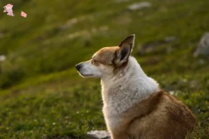 Read more about the article Norwegian Lundehund breeder and puppies in Hovedstaden
