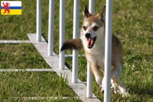Read more about the article Norwegian Lundehund breeder and puppies in Limburg
