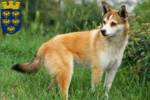 Read more about the article Norwegian Lundehund breeders and puppies in Lower Austria