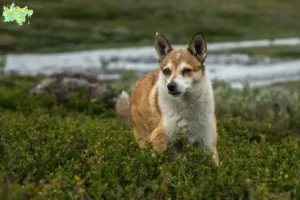 Read more about the article Norwegian Lundehund breeder and puppies in Midtjylland