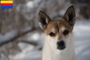 Read more about the article Norwegian Lundehund breeders and puppies in North Holland
