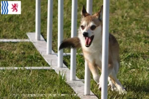 Read more about the article Norwegian Lundehund breeders and puppies in Nouvelle-Aquitaine