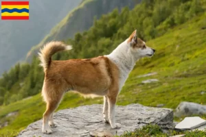 Read more about the article Norwegian Lundehund breeder and puppies in Overijssel