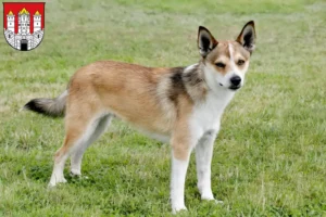 Read more about the article Norwegian Lundehund breeder and puppies in Salzburg